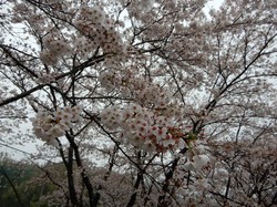4月8日のアルカディア南部総合公園の桜の開花状況