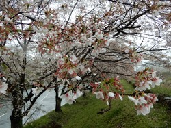 4月10日のアルカディア南部総合公園の桜の開花状況