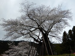 4月1日の本郷の千年桜の開花状況