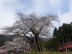 3月30日　本郷の千年桜