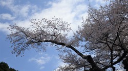 千年桜　3月30日