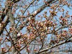 3月27日のうつぶな公園の桜の開花状況