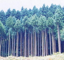 ひのき植林地のイメージ