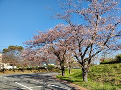 4月8日　アルカディア