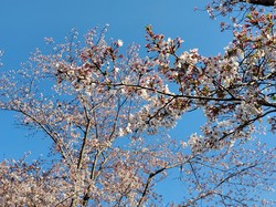 4月8日　アルカディア