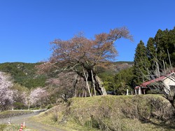 4月8日　本郷の千年桜