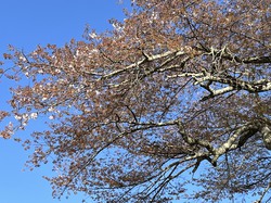 4月8日　本郷の千年桜