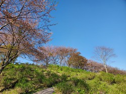 4月8日　うつぶな公園