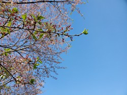 4月8日　うつぶな公園