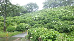 6月6日　うつぶな公園