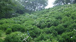 6月6日　うつぶな公園