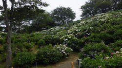 うつぶな公園　6月20日