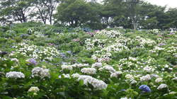 うつぶな公園　6月22日