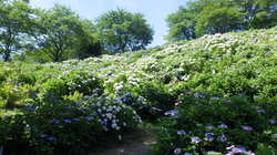 うつぶな公園　6月29日