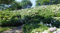 うつぶな公園　7月1日