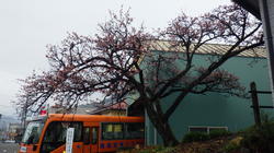 内船駅早咲きの桜　開花状況