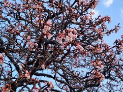 内船駅早咲きの桜　開花状況