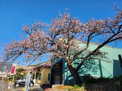 内船の早咲きのサクラ　開花状況