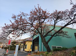 内船の早咲きのサクラ　開花状況