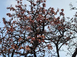 内船の早咲きのサクラ　開花状況