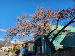 内船の早咲きのサクラ　開花状況