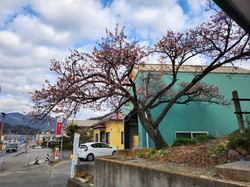 内船の早咲きのサクラ　開花状況