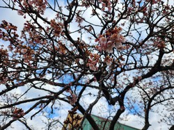 内船の早咲きのサクラ　開花状況