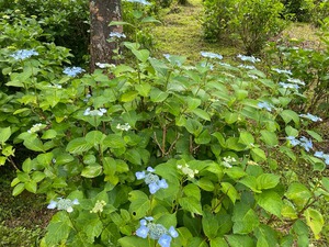 あじさい開花状況　5/31