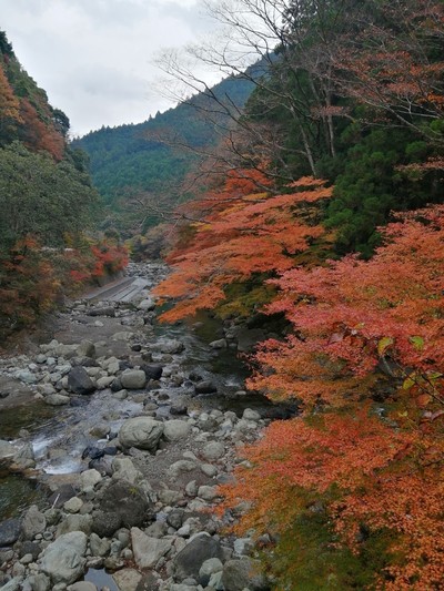 福士川渓谷紅葉状況R031124