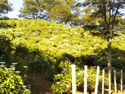 6月11日のうつぶな公園のあじさいの開花状況