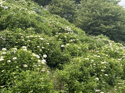 6月10日　うつぶな公園