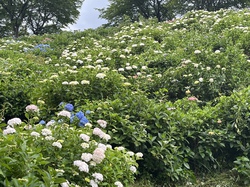 6月10日　うつぶな公園