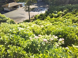 6月11日のうつぶな公園のあじさいの開花状況