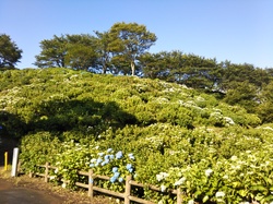 6月11日のうつぶな公園のあじさいの開花状況