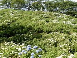 6月14日のうつぶな公園のあじさいの開花状況