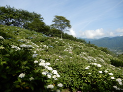 6月14日のうつぶな公園のあじさいの開花状況