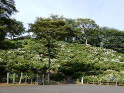 6月14日のうつぶな公園のあじさいの開花状況