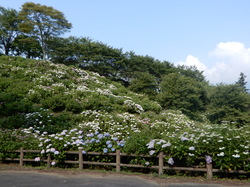 6月20日のうつぶな公園のあじさいの開花状況