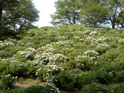 6月20日のうつぶな公園のあじさいの開花状況