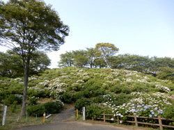 6月20日のうつぶな公園のあじさいの開花状況