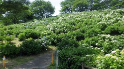 6月13日　うつぶな公園