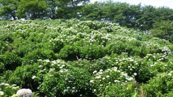 6月13日　うつぶな公園