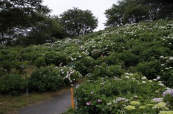 6月15日　うつぶな公園