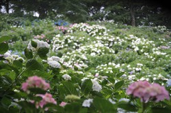 6月15日　うつぶな公園