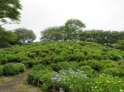 あじさい開花状況