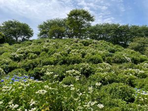 ６月５日　あじさい開花状況