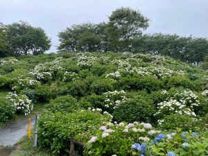 ６月９日　あじさい開花状況