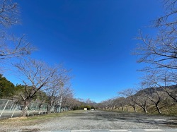 開花状況：3月27日