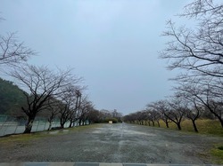 開花状況：3月29日