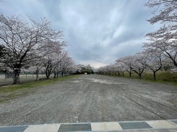 開花状況：4月5日